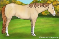 Horse Color:Gold Champagne Dun Sabino 