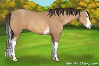 Horse Color:White Spotted Amber Champagne Sabino Splash 