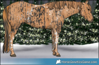 Horse Color:Black Ice Tobiano Brindle