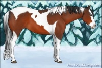 Horse Color:Bay Sabino Splash Tobiano 