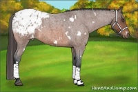 Horse Color:White Spotted Bay Roan Appaloosa