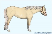 Horse Color:Silver Classic Champagne Dun Splash Frame 