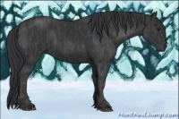 Horse Color:Black  Brindle