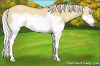 Horse Color:Silver Classic Champagne Dun Splash Frame 