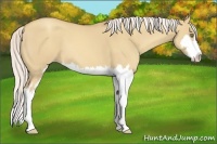 Horse Color:Silver Classic Champagne Dun Splash Frame 