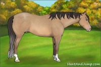 Horse Color:Amber Champagne 