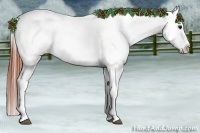 Horse Color:Brown Dun Appaloosa 