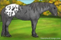 Horse Color:Black Appaloosa