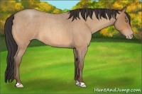 Horse Color:Amber Champagne Roan 