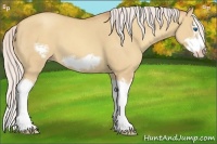 Horse Color:Silver Amber Champagne Dun Splash Frame 