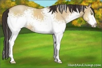 Horse Color:White Spotted Amber Champagne Dun Sabino 