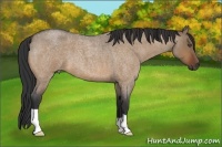 Horse Color:Unknown 