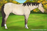 Horse Color:Amber Champagne Roan Dun