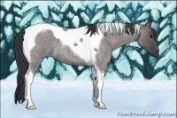 Horse Color:Grullo Roan Tobiano
