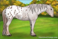 Horse Color:Chestnut Appaloosa