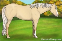 Horse Color:Silver Classic Champagne Dun Splash Frame