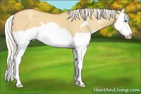 Horse Color:Silver Amber Champagne Dun Splash Frame