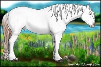 Horse Color:Black Sabino Appaloosa