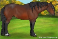 Horse Color:Bay Sabino 