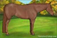 Horse Color:Red Roan Sabino