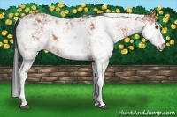 Horse Color:Bay Sabino 