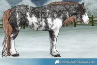 Horse Color:Liver Chestnut Ice Sabino Splash 
