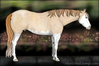 Horse Color:Gold Champagne Roan Sabino Splash 