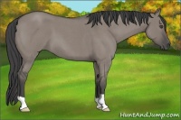 Horse Color:Smoky Grullo Roan 