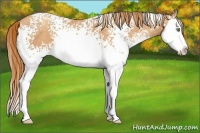 Horse Color:White Spotted Gold Champagne Splash 