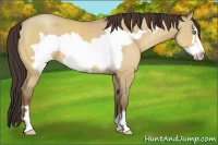 Horse Color:Amber Champagne Dun Frame 