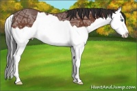 Horse Color:Bay Ice Splash Rabicano