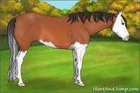 Horse Color:Bay Splash 