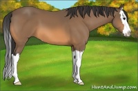 Horse Color:Buckskin Sabino Splash 