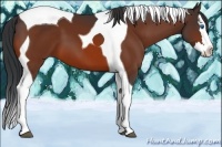 Horse Color:Bay Splash Tobiano