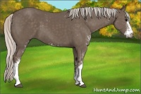 Horse Color:Silver Black Sabino 