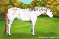 Horse Color:Chestnut Sabino