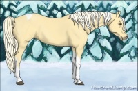 Horse Color:Palomino Sabino Tobiano 