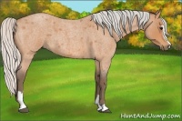 Horse Color:Silver Bay Roan Sabino