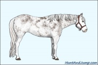 Horse Color:Silver Black Sabino 