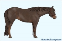 Horse Color:Liver Chestnut Sabino 