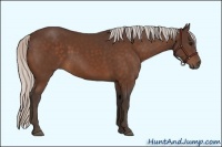 Horse Color:Silver Bay Sabino