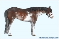 Horse Color:Bay Sabino 