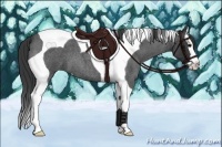 Horse Color:Blue Roan Splash Tobiano