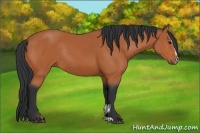 Horse Color:Bay Sabino Rabicano