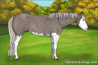 Horse Color:Silver Blue Roan Splash