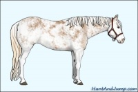 Horse Color:Chestnut Sabino