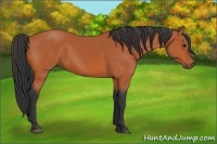 Horse Color:Bay Sabino