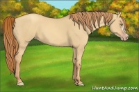Horse Color:Gold Champagne Dun 