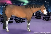 Horse Color:Buckskin Sabino 
