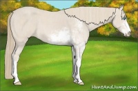 Horse Color:Smoky Creme Sabino  Brindle